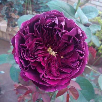 盆栽暗紫色花期长月季苗