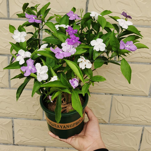 茉莉花盆栽双色苗鸳鸯开芳香花卉
