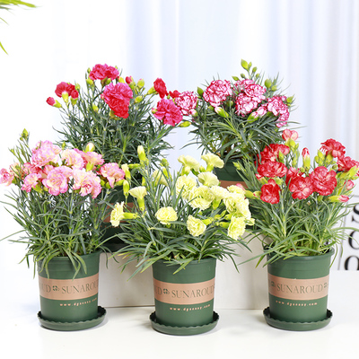 带花苞室内母亲节礼物康乃馨盆栽