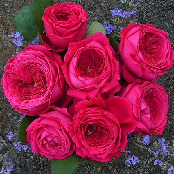 灌木 双人芭蕾 切花包子淡香多花月季花苗勤花大花玫瑰四季开盆栽