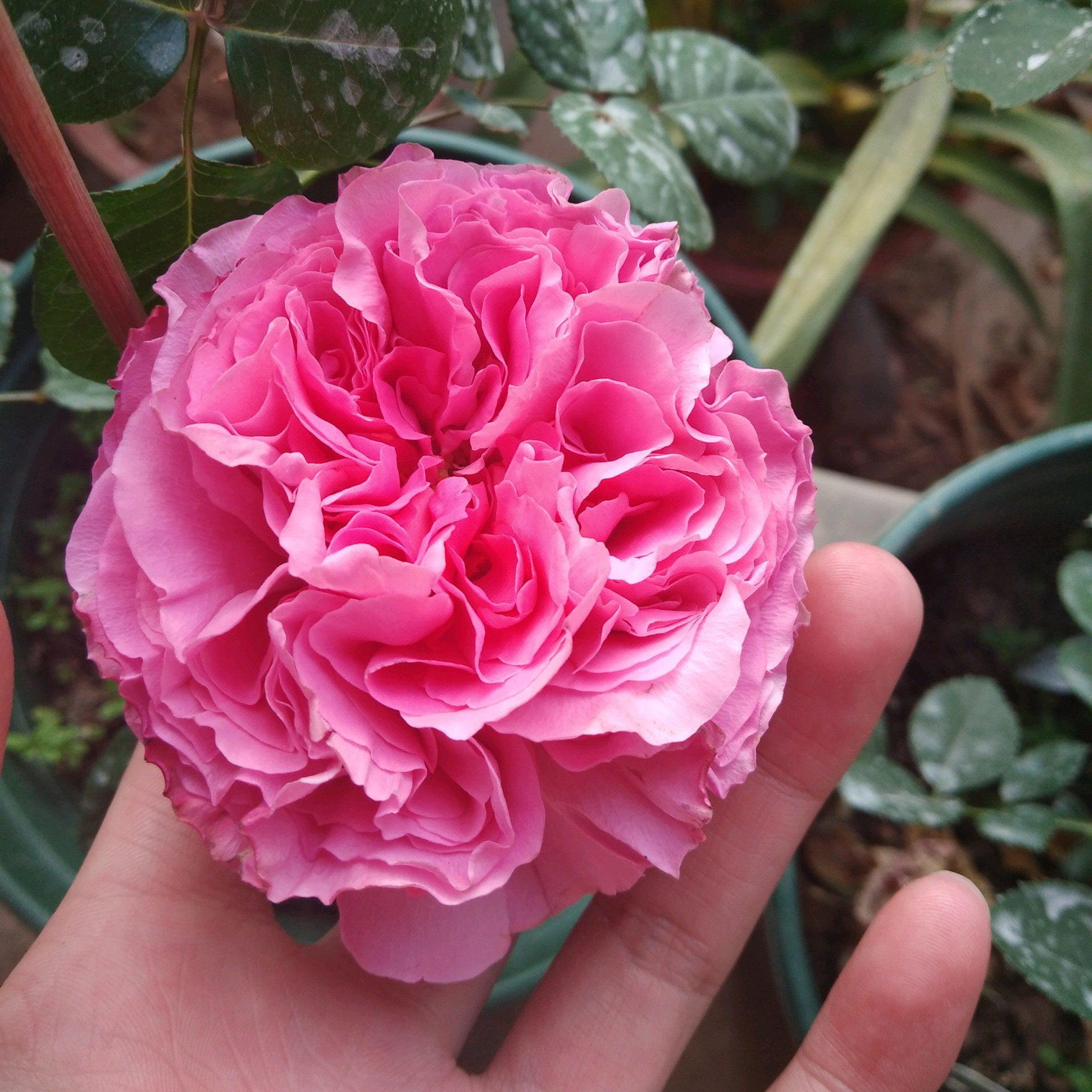 盆栽欧月仙王座 月季花苗 大花浓香庭院花卉盆栽植物耐热花期久