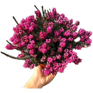 欧石楠盆栽耐寒植物常绿北方户外庭院喜阴绿植花卉冬季阳台容易养