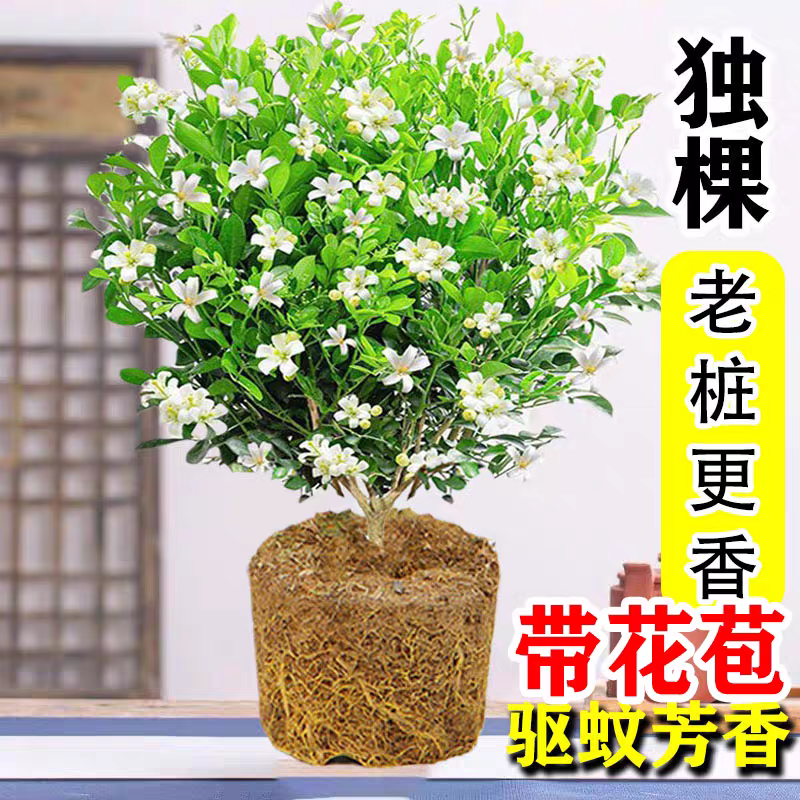 九里香花苗阳台盆栽浓香型花卉室内花期久植物客厅庭院盆景好养_虎窝淘