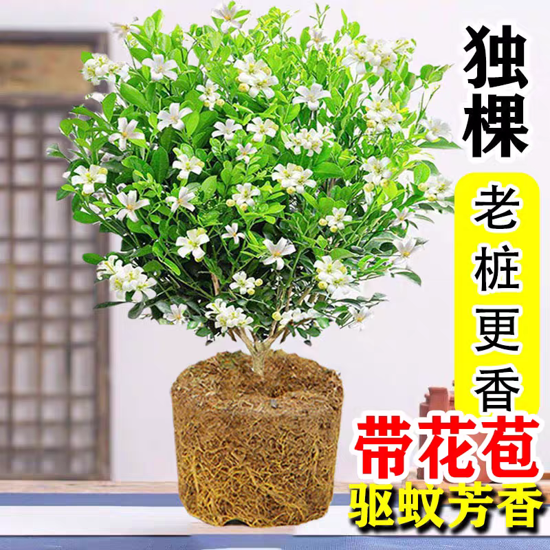 九里香花苗植物客厅庭院阳台盆栽