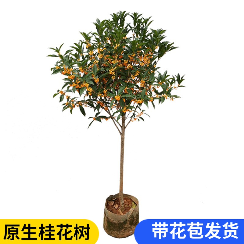 丹桂桂花树苗庭院棒棒糖型浓香花卉常青植物原生金桂红花室内盆栽