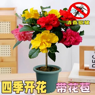 扶桑花苗大花苗重瓣盆栽红色朱瑾牡丹草室内阳台绿植物花期长