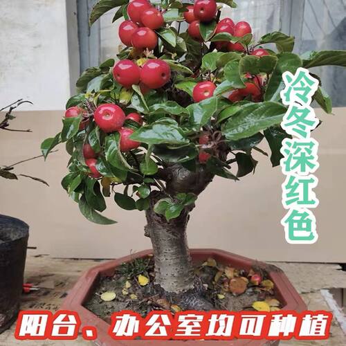 照耀木本植物海棠花阳台室外