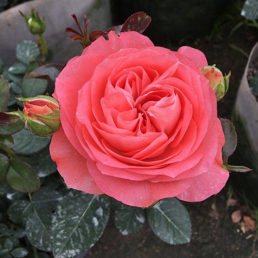 诺娃月季红色露台勤花多头品种 阳台多头月季盆栽花卉