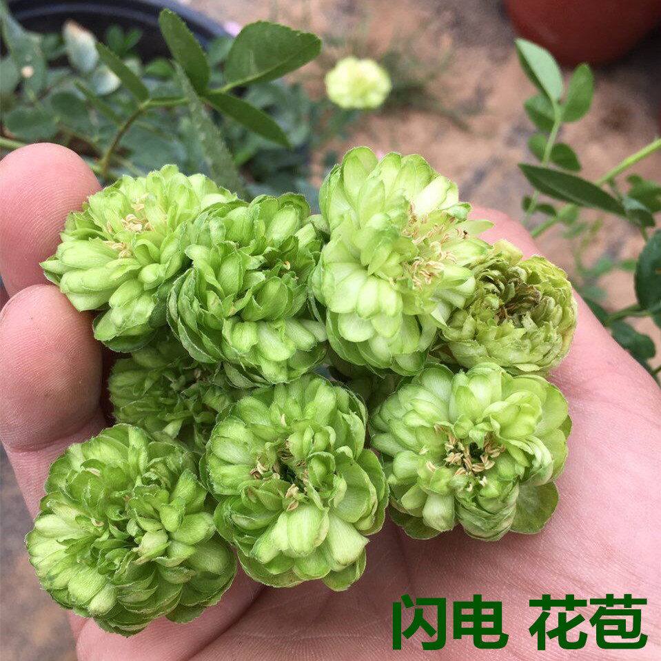 欧洲月季花苗小盆栽藤本绿色植物四季办公室盆栽室内带花闪电