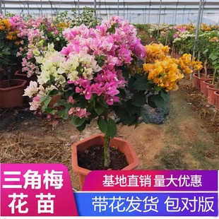 三角梅盆栽重瓣四季绿漳红樱爬藤植物室内阳台树苗耐寒老桩带花卉