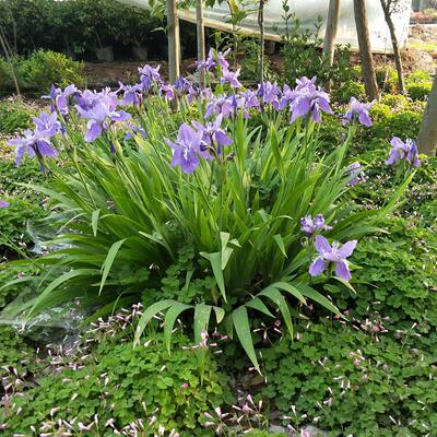 庭院草本地栽多年生喜阴花园植物