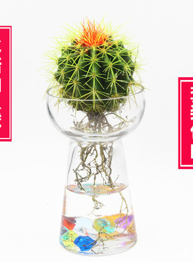 仙人球盆栽水培花卉水养植物多肉植物绿色卧室内金琥仙人掌易活