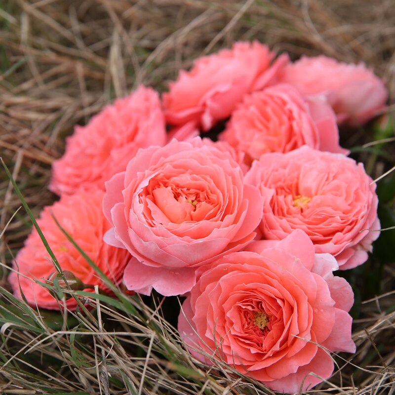 夏日花火月季花庭院阳台浓香大花灌木月季盆栽花卉花苗好养活