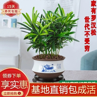 罗汉松小盆栽苗小叶雀罗汉松室内外阳台庭院花卉四季常青观叶植物