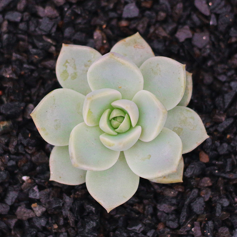 白牡丹精品多肉植物室内电脑桌面绿植花卉组合盆栽适合新手易活