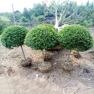 小叶女贞球棒棒糖造型盆景树苗耐寒树苗庭院别墅四季常绿植物好养