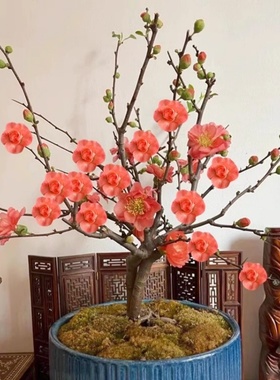 长寿乐海棠花盆栽室内阳台庭院植物老桩盆景耐寒绿植重瓣橙色海棠