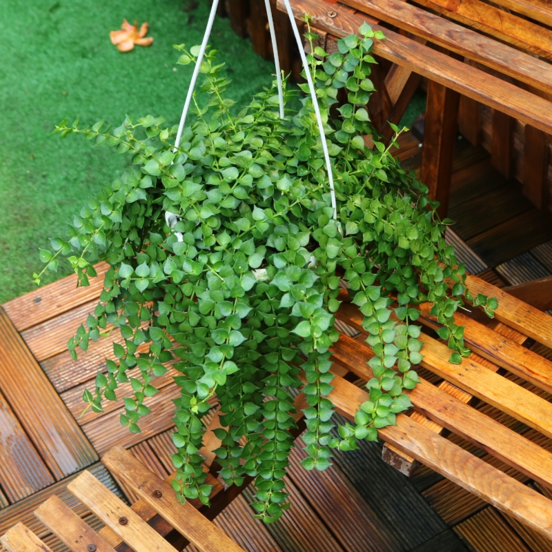 百万心吊兰四季常青好养盆载植物