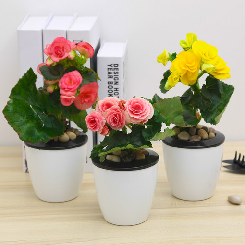 丽格海棠盆栽室内阳台好养植物