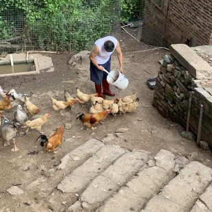 正宗土鸡农家散养老母土鸡农家鸡整只活鸡现杀新鲜老母鸡笨鸡