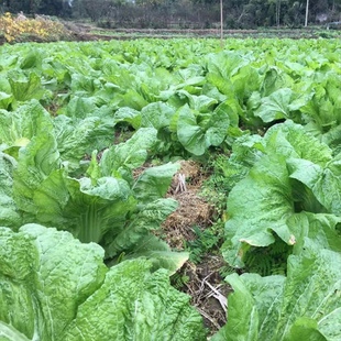芥菜大菜做的酸菜3斤