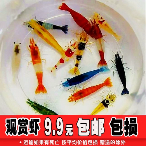 Смотреть креветки для креветок для питомца, пресноводная, водоросли, вишневые креветки, креветки креветки, пакет хрустальных креветков золотистого риса