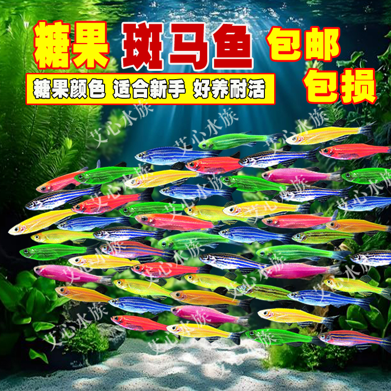 斑马鱼观赏鱼活体淡水宠物鱼灯科鱼红绿灯鱼草缸胎生鱼小型热带鱼
