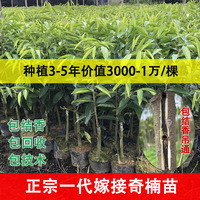 嫁接奇楠沉香3到5年1萬(wàn)棵回收價(jià)