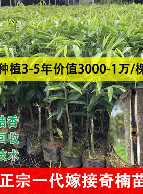 嫁接奇楠沉香3到5年1万棵回收价