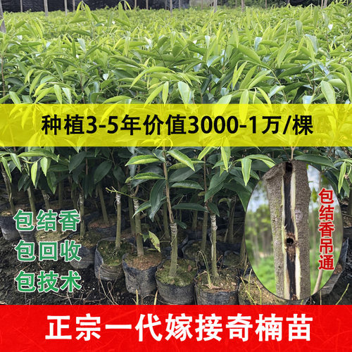 嫁接奇楠沉香3到5年1万棵回收价