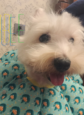 宠物狗狗猫咪伊丽莎白圈头套防舔防抓咬防水太阳花保护套圈脖圈