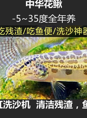 中华花鳅观赏鱼原生鱼冷水清洁工具鱼清道夫淡水鱼洗沙器清理鱼便
