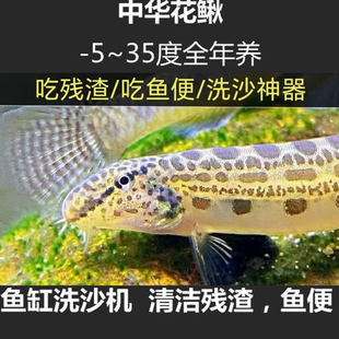 中华花鳅观赏鱼原生鱼冷水清洁工具鱼清道夫淡水鱼洗沙器清理鱼便