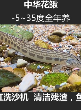 中华花鳅观赏鱼原生鱼冷水清洁工具鱼清道夫淡水鱼洗沙器清理鱼便