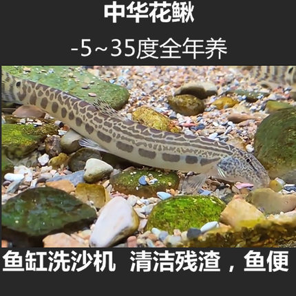 中华花鳅观赏鱼原生鱼冷水清洁工具鱼清道夫淡水鱼洗沙器清理鱼便