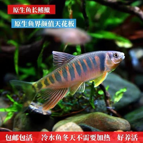 观赏鱼长鳍鱲原生态溪流鱼淡水鱼