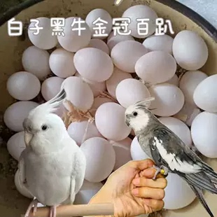 鹦鹉蛋受精可孵化受精蛋种蛋玄凤会说话的学舌迷你玄风玄武