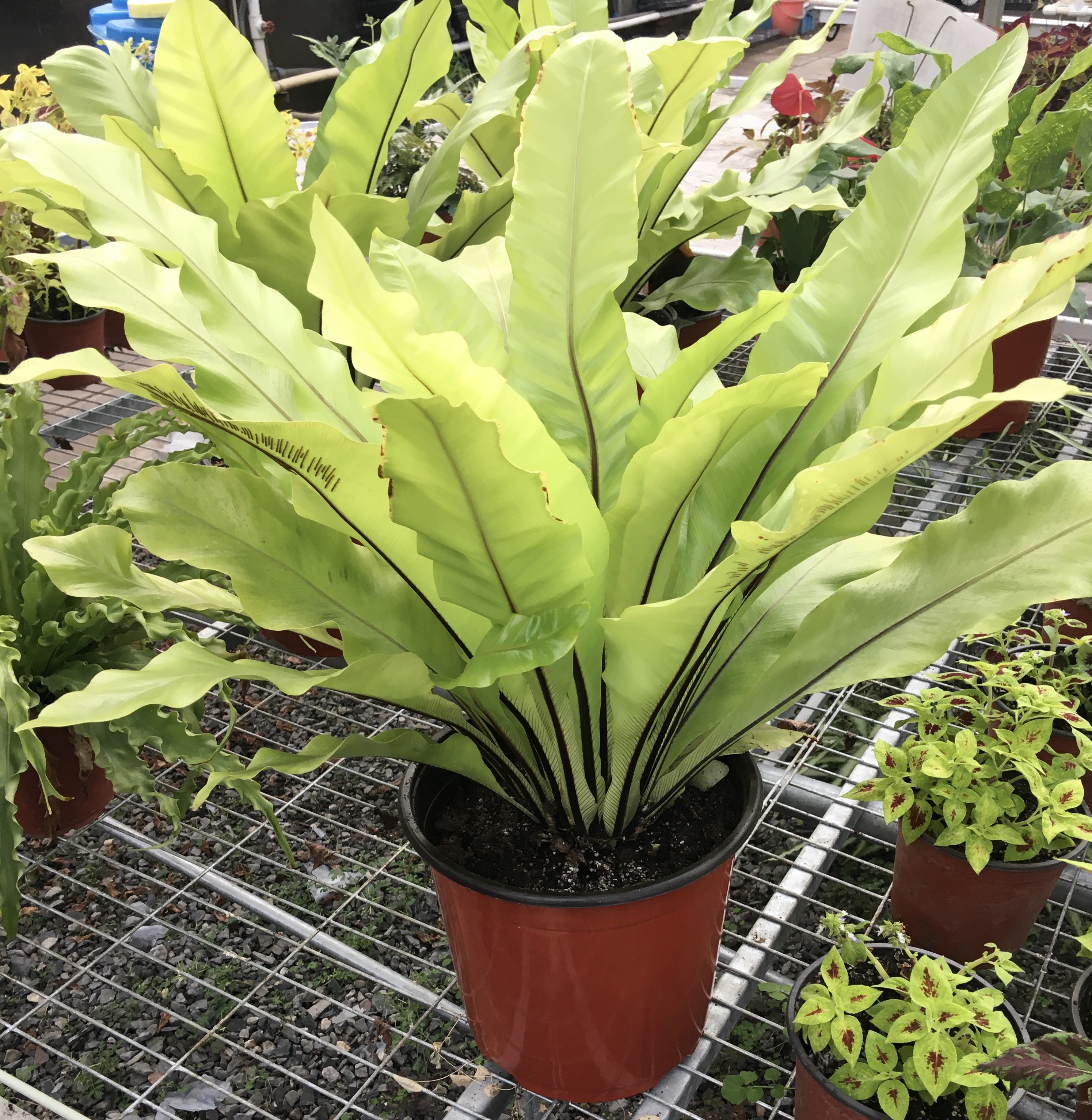 阔叶绿植鸟巢蕨植物蕨类附生土培室内客厅办公净化空气花卉盆栽