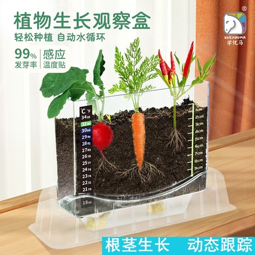 儿童种植箱观察植物根茎生长过程