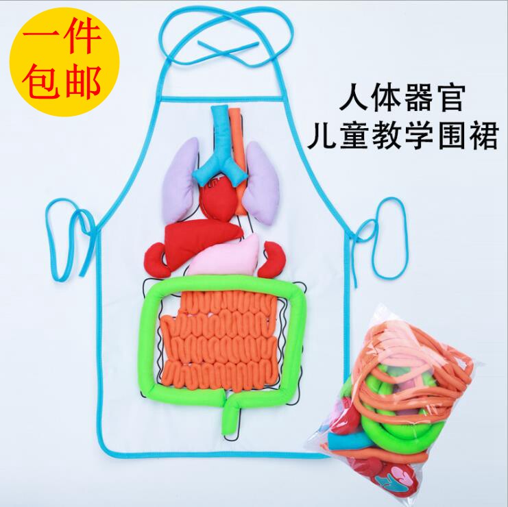 幼儿园科学发现室人体消化系统肚兜模型器官内脏教学用具早教教具