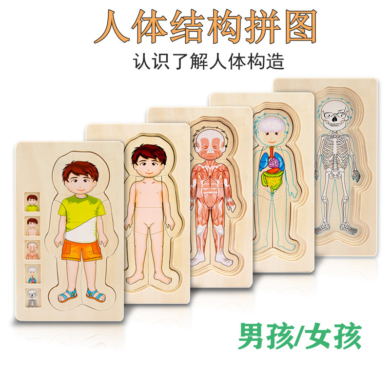 蒙氏教具人体结构拼图幼儿园区域材料语言区蒙氏早教益智玩具蒙特