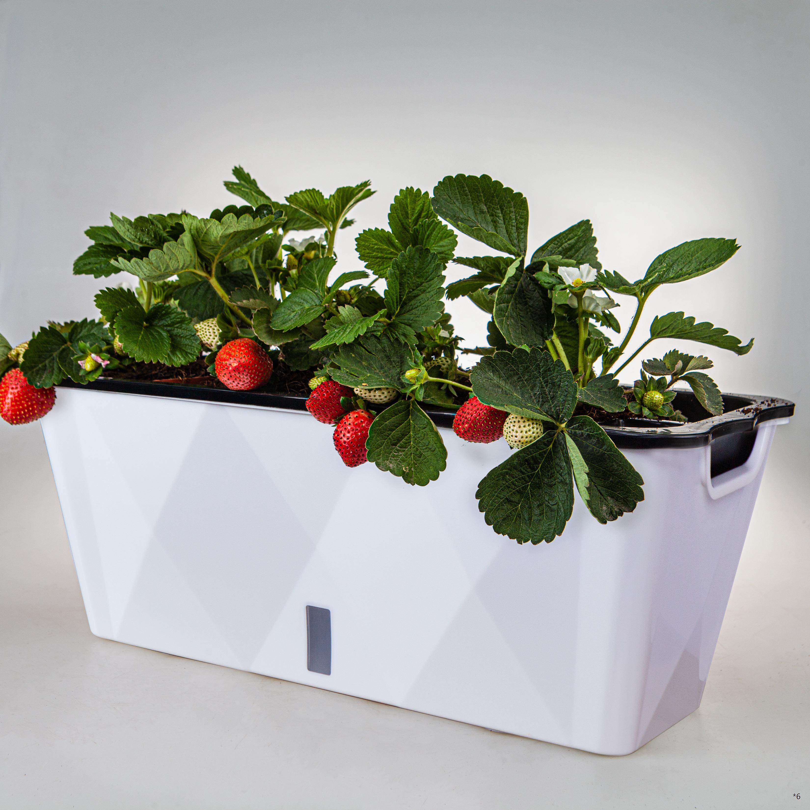 室内懒人花盆自吸水免浇水培种菜盆专用箱长方形绿箩阳台长条塑料