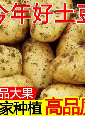 新鲜黄皮土豆现挖现发农家土豆现挖现发大凉山高山种植高海拔种植