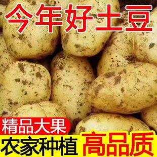 新鲜黄皮土豆现挖现发农家土豆现挖现发大凉山高山种植高海拔种植