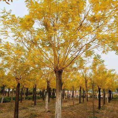 金枝槐嫁接黄金槐树苗金丝槐龙爪槐南北方庭院种植园林绿化树苗.