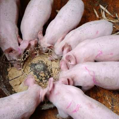 猪尔健饲料添加剂小猪催肥促生长拉骨架增肥猪儿健康防拉稀育肥猪