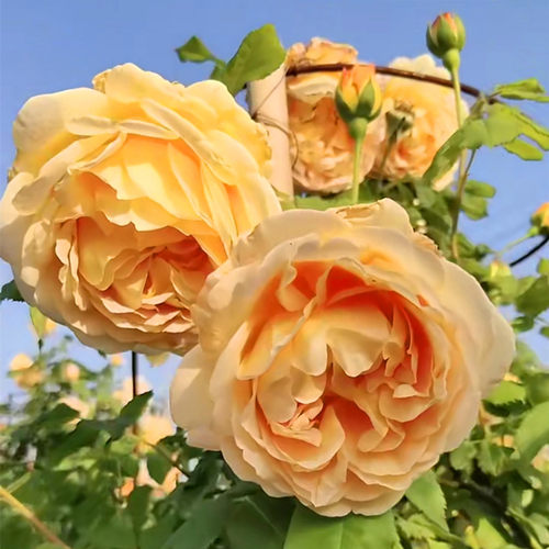 爬藤母系蔷薇特大花苗月季欧月藤本花卉盆栽四季开花室外庭院植物
