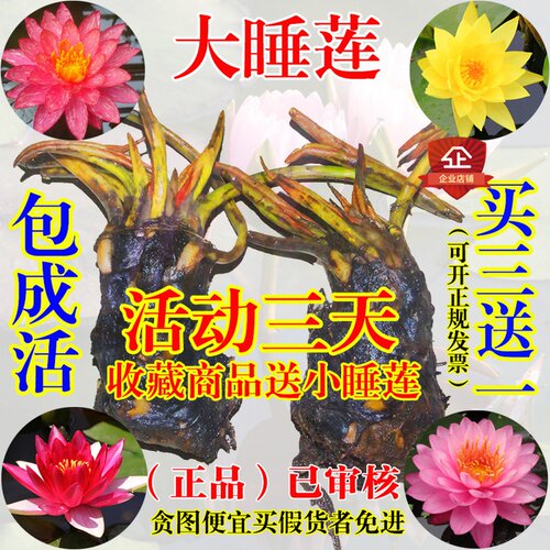 睡莲绿植盆栽花卉办公室内开运植物 水培植物迷你睡莲花根茎根块