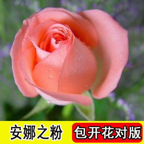 蔷薇花欧月苗特别墅大花阳台老桩墙花嫁接玫瑰花月季园艺带花苞