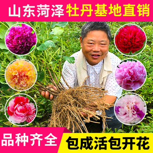 牡丹大王 雪映桃花 正宗多层重瓣庭院盆栽菏泽牡丹花苗 秋季发货
